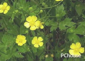 毛茛简介